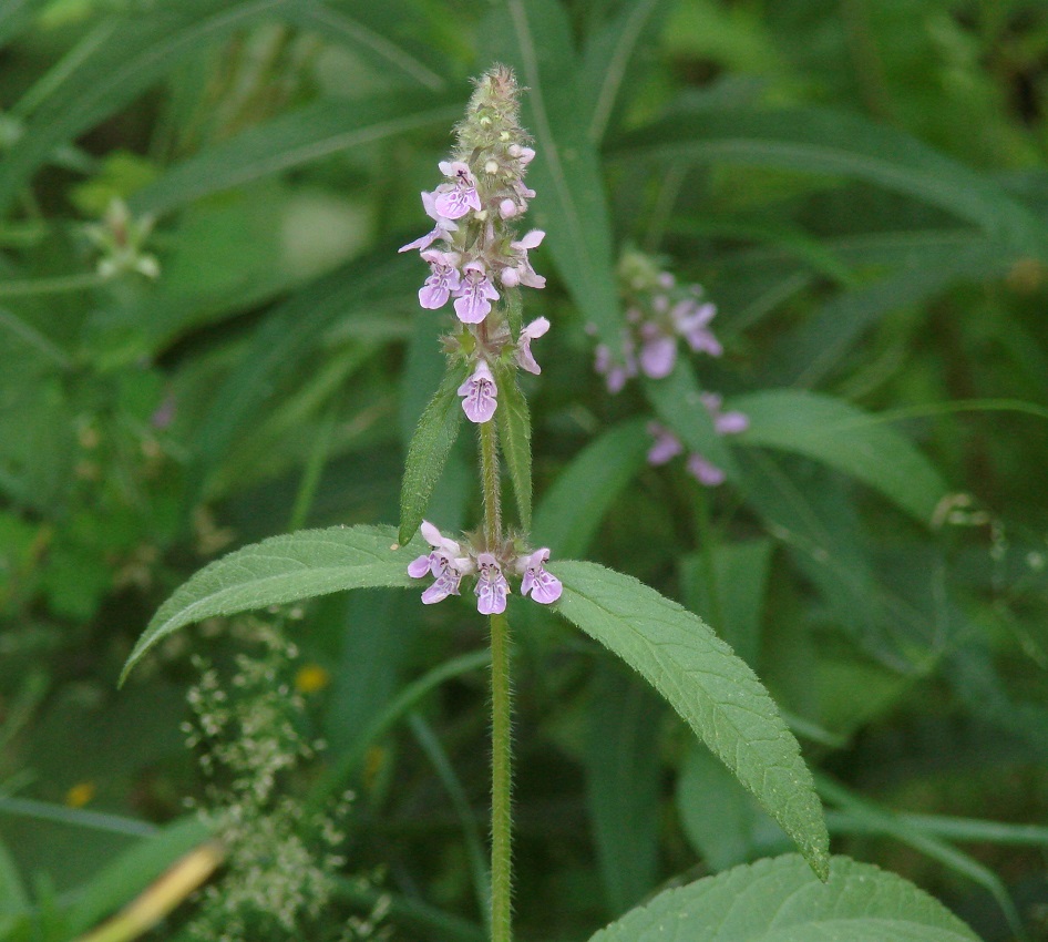 Изображение особи Stachys palustris.