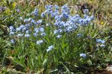 Myosotis imitata