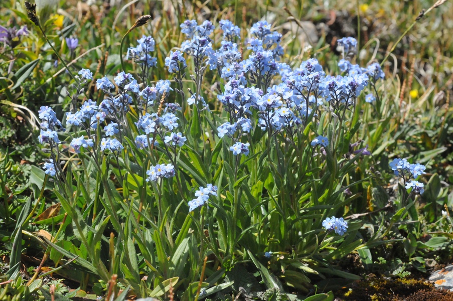 Image of Myosotis imitata specimen.