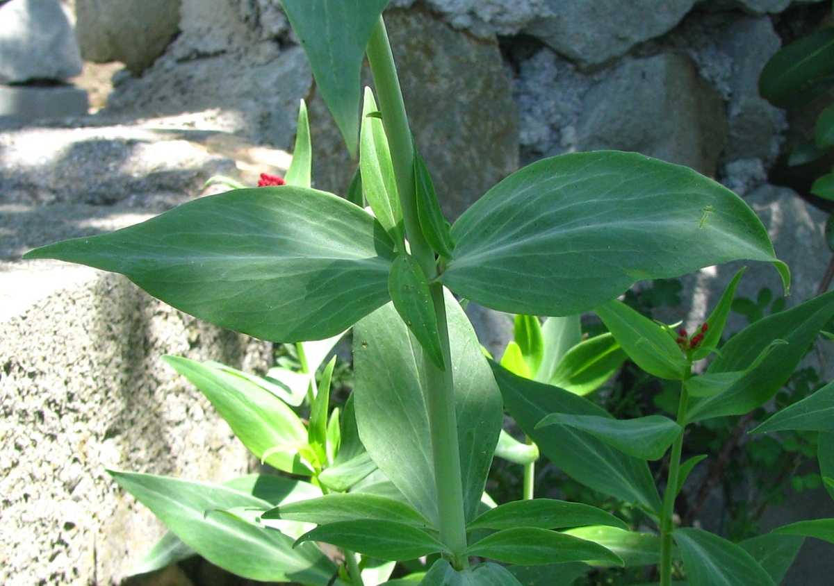 Image of Centranthus ruber specimen.