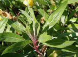 Oenothera macrocarpa. Побег. Германия, г. Essen, Grugapark. 29.09.2013.