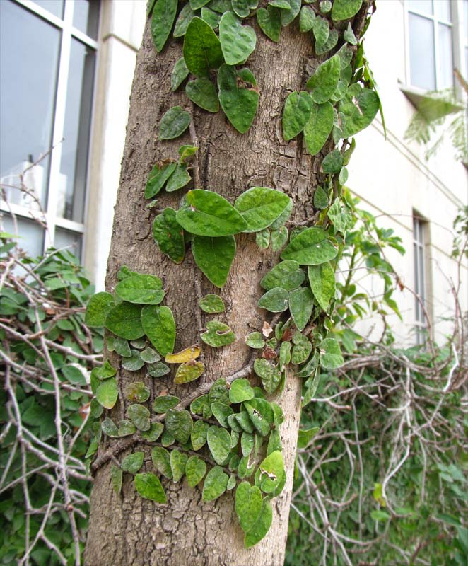 Изображение особи Ficus pumila.