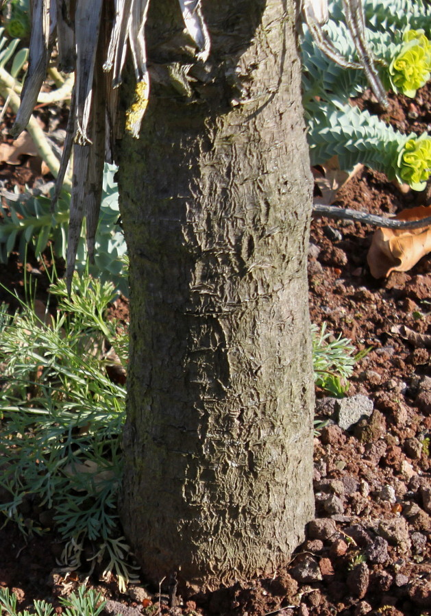 Image of Yucca aloifolia specimen.