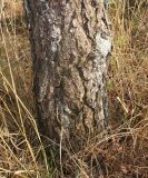Pinus rigida