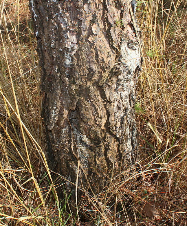 Изображение особи Pinus rigida.