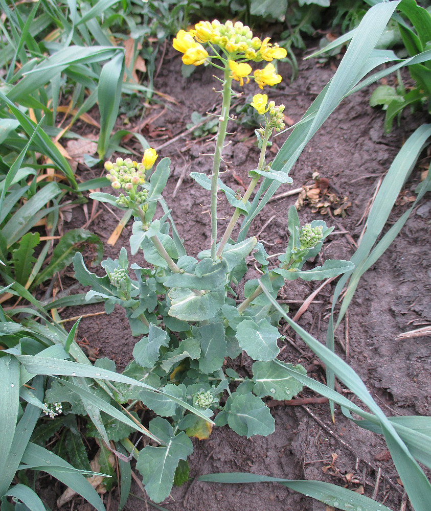 Изображение особи Brassica napus.