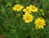 Senecio vernalis