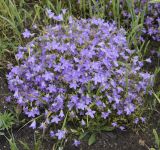 Campanula phrygia