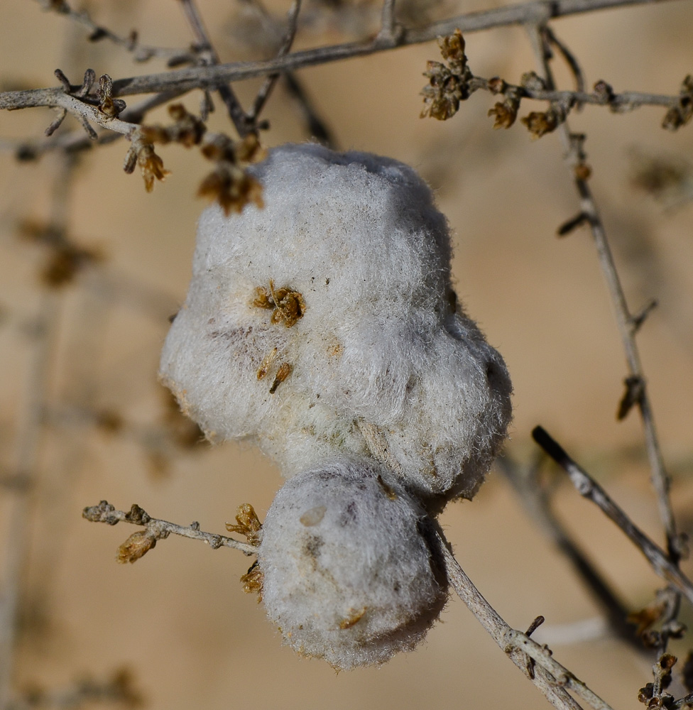 Изображение особи Artemisia sieberi.