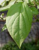 Clerodendrum variety fargesii