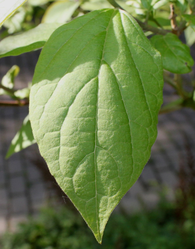 Изображение особи Clerodendrum trichotomum var. fargesii.