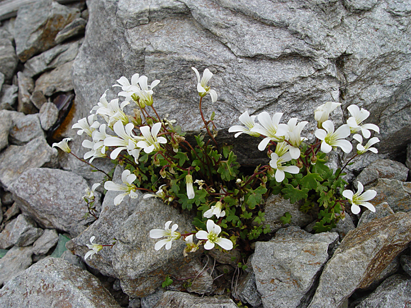 Изображение особи Saxifraga sibirica.