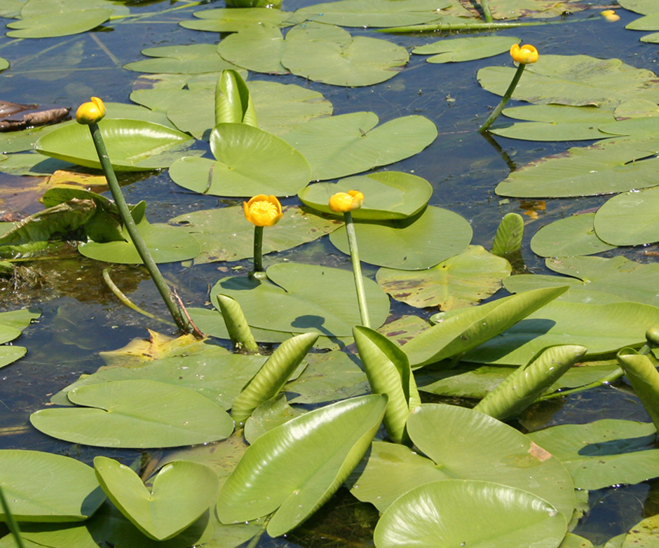 Image of Nuphar lutea specimen.