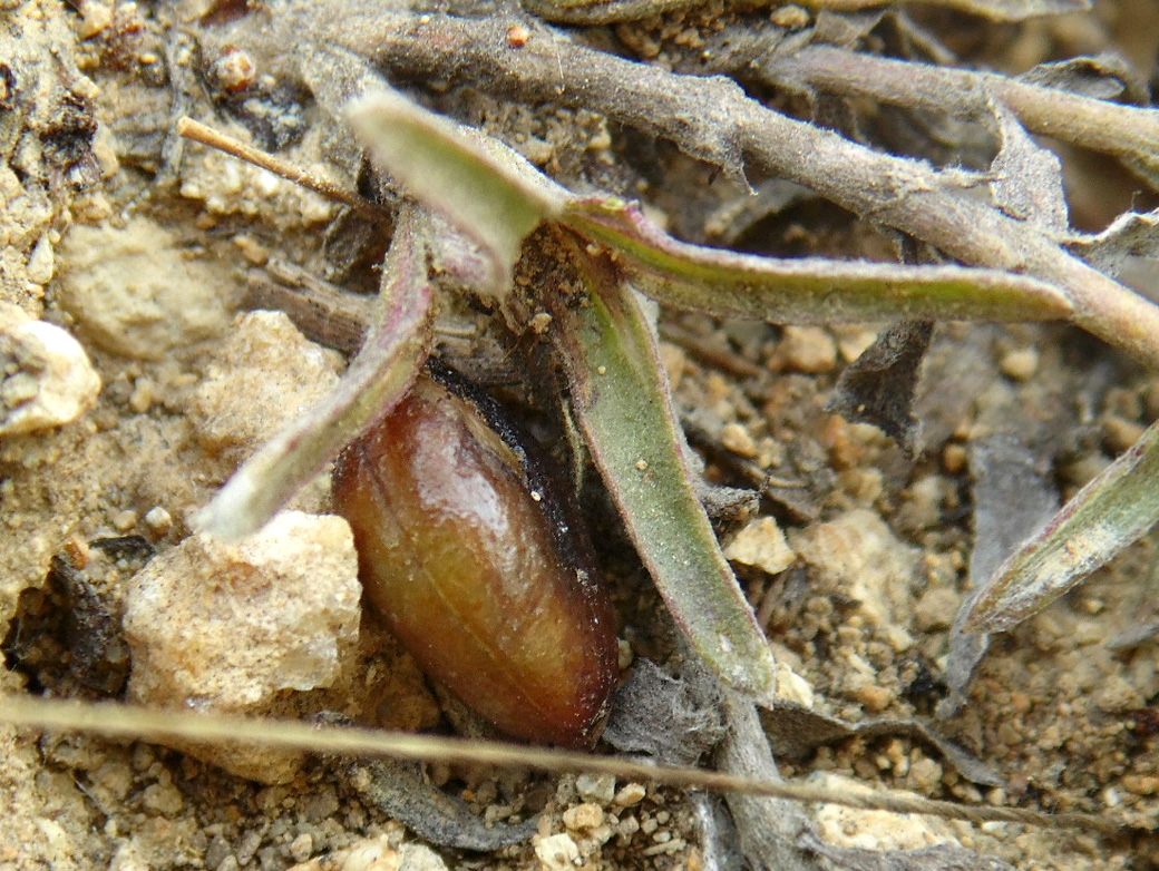 Image of Cymbochasma borysthenica specimen.