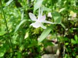 Aquilegia tianschanica