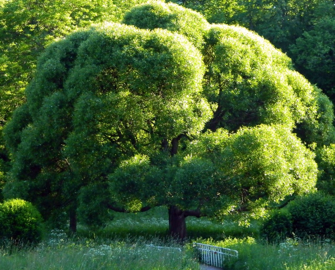 Красивое небольшое дерево. Ива ломкая шаровидная. Ива ломкая (шаровидная) Salix fragilis. Ива ломкая шаровидная (Ракита). Ива ломкая (Salix fragilis), Ракита.