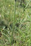 Centaurea × panciciana. Часть побега. Крым, Карадагский заповедник, пер. Северный, поляна среди дубового шибляка. 25 июня 2014 г.