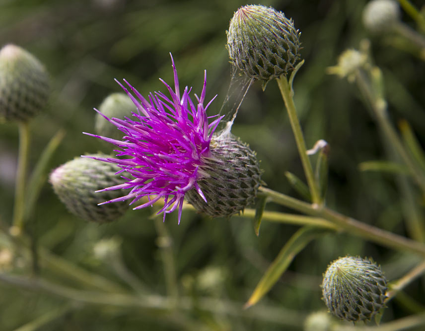 Image of Ptilostemon chamaepeuce specimen.