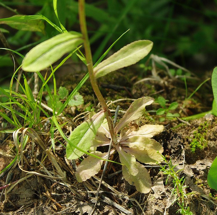 Image of Campanula patula specimen.