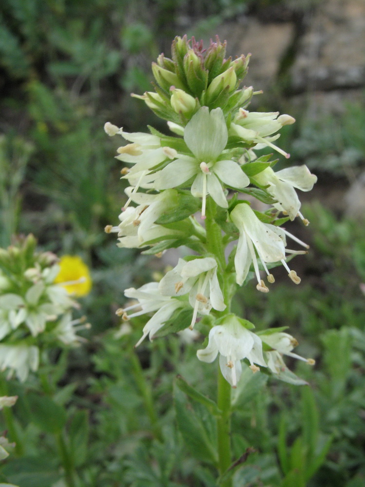 Image of Veronica tianschanica specimen.