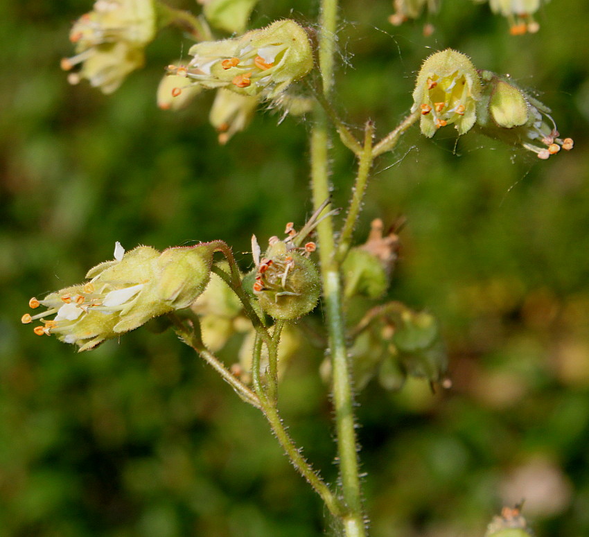 Image of Heuchera americana var. hirsuticaulis specimen.