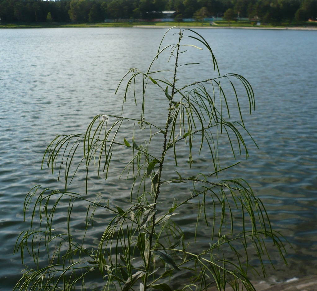 Изображение особи Arabis pendula.