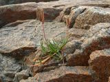 Plantago maritima. Плодоносящее растение. Берег Белого моря, юго-зап. ч. Онежской губы, губа Смолениха, прибрежные скалы. Август 2014 г.