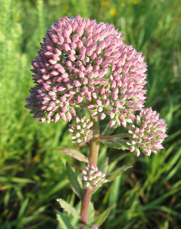 Изображение особи Hylotelephium triphyllum.