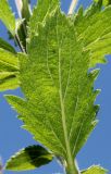 genus Verbena. Лист (нижняя сторона). Германия, г. Дюссельдорф, Ботанический сад университета. 03.07.2014.