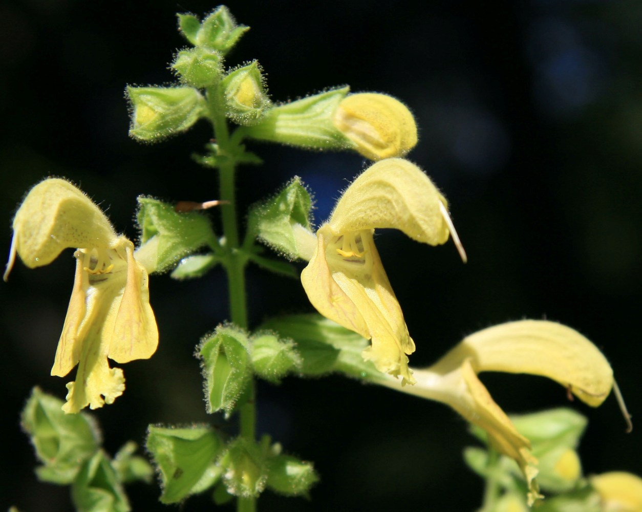 Изображение особи Salvia glutinosa.