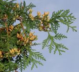 Thuja occidentalis. Ветвь с шишками. Германия, г. Дюссельдорф, Ботанический сад университета. 05.09.2014.