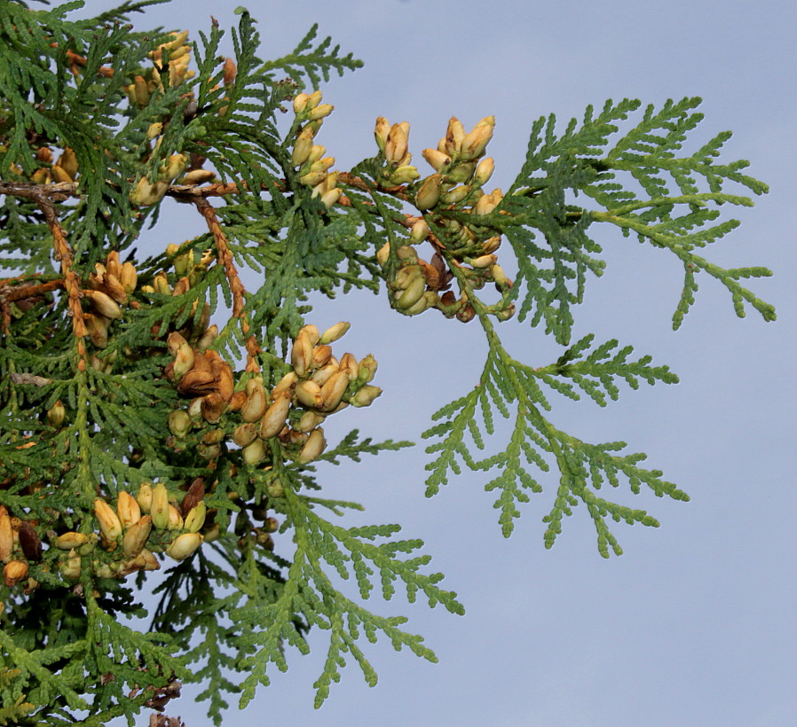 Image of Thuja occidentalis specimen.
