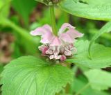 Lamium barbatum