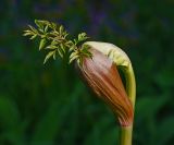 Angelica sylvestris