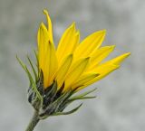 Helianthus tuberosus