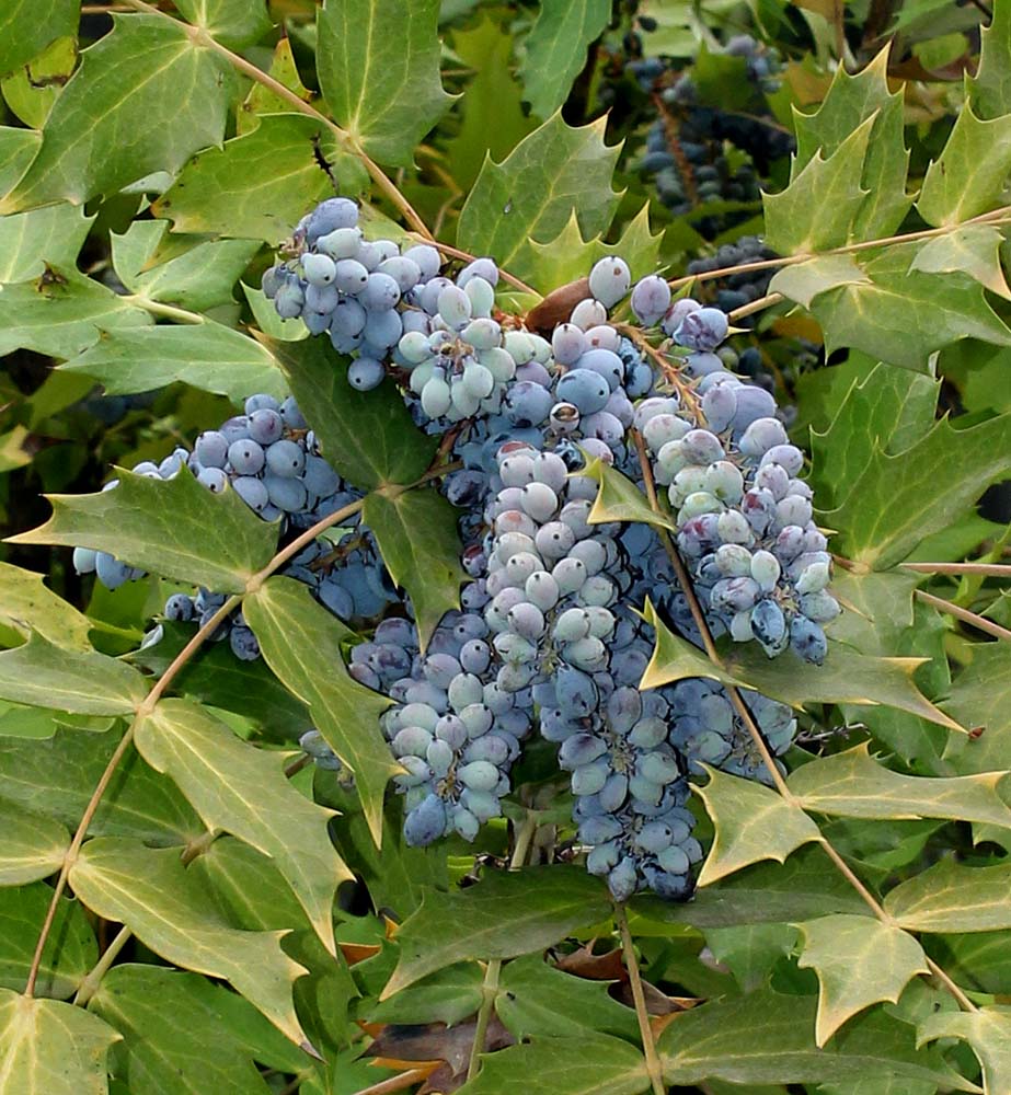 Image of Mahonia bealei specimen.