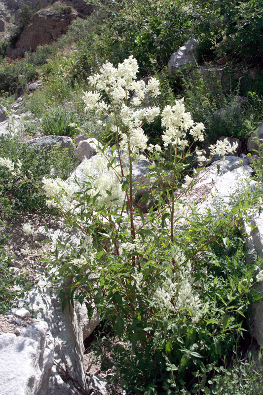 Image of Aconogonon coriarium specimen.