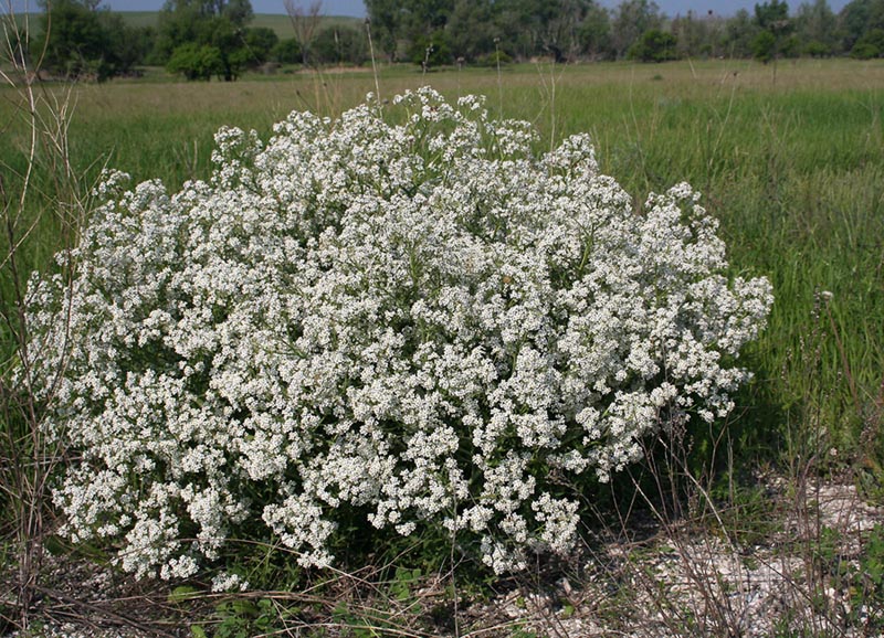 Изображение особи Crambe tataria.