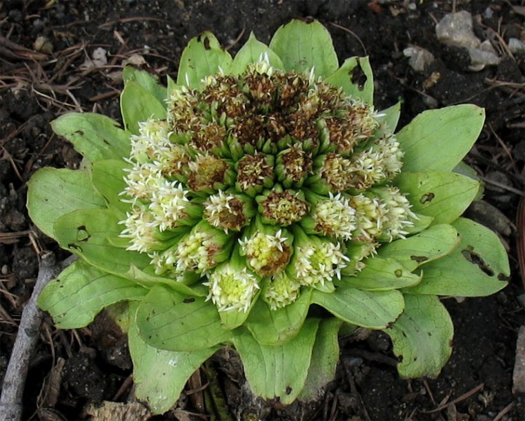 Image of Petasites amplus specimen.