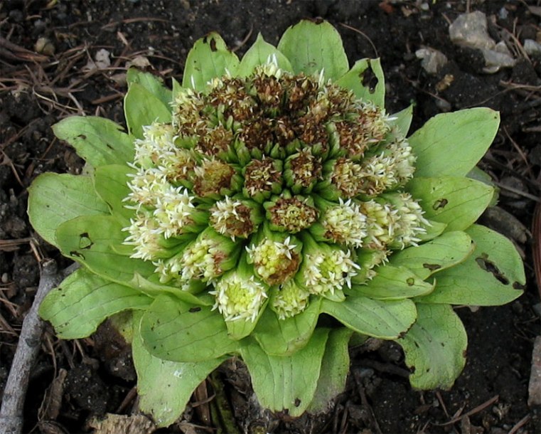 Изображение особи Petasites amplus.