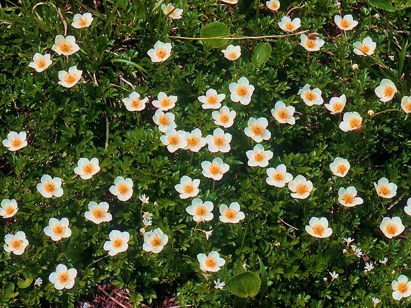 Image of Sieversia pentapetala specimen.