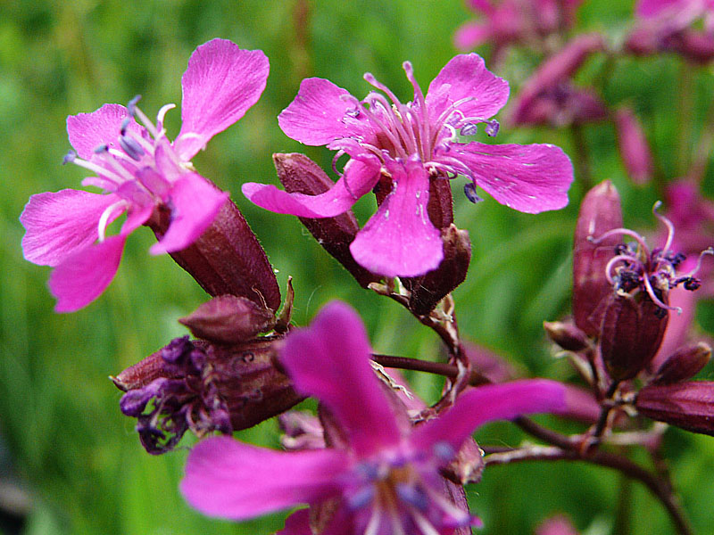 Изображение особи Viscaria vulgaris.