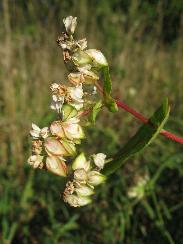 Image of Fagopyrum esculentum specimen.
