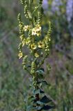 Verbascum pyramidatum