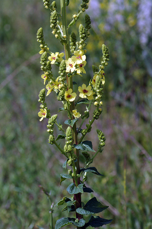 Изображение особи Verbascum pyramidatum.