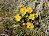 Ranunculus sulphureus