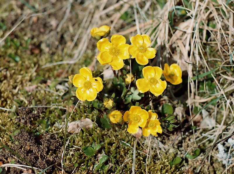 Изображение особи Ranunculus sulphureus.