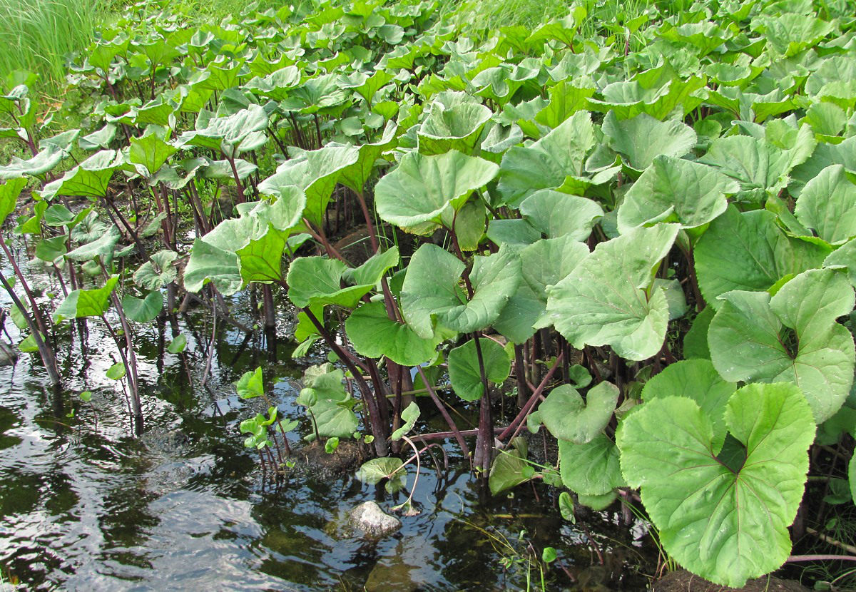 Изображение особи Petasites radiatus.