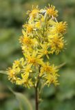 Solidago virgaurea subspecies dahurica. Верхушка цветущего растения. Алтай, Семинский перевал. 25.08.2009.