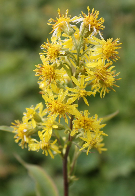 Image of Solidago virgaurea ssp. dahurica specimen.